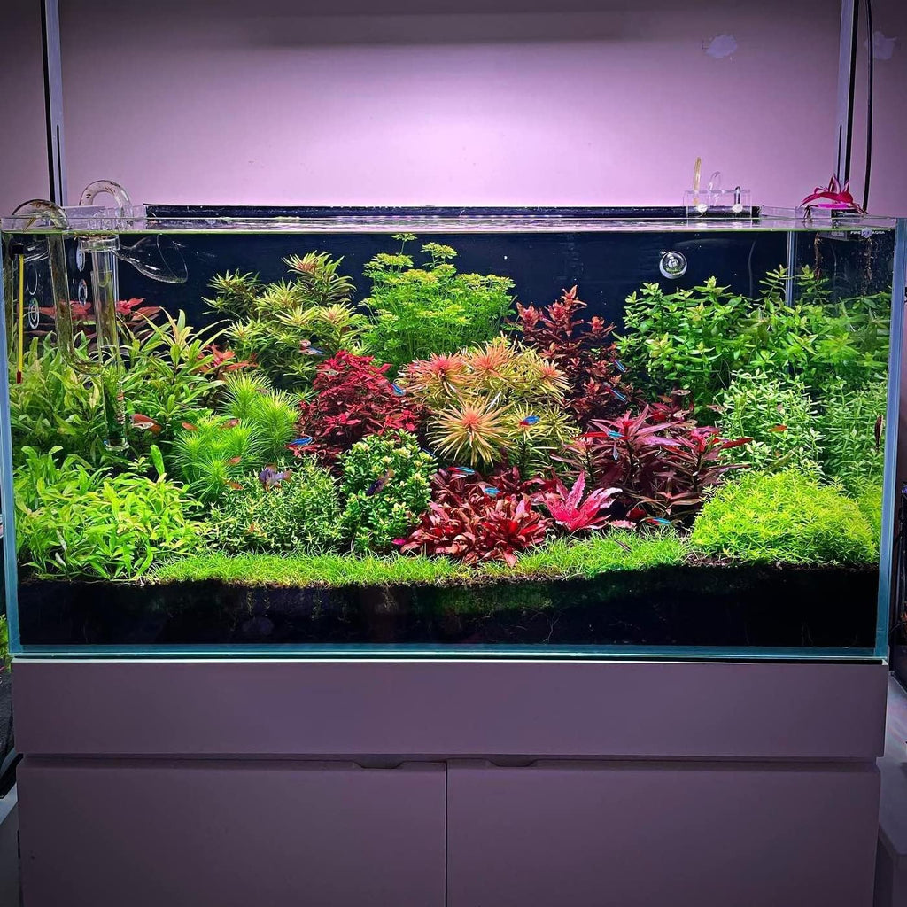 Ultum Nature Systems Mini Dwarf Hair Grass Eleocharis Parvulus Tissue Culture Live Plant for Aquarium, Aquascape, Freshwater Fish Tanks - 100% Snail Free in Vitro