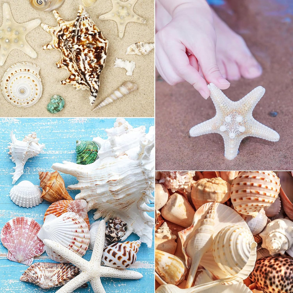 24 PCS Large Sea Shells Mixed Ocean Seashells Starfish Conch Various Sizes Natural Seashells for Fish Tank Beach Themed Party Home Bathroom Wedding Decorations DIY Crafts