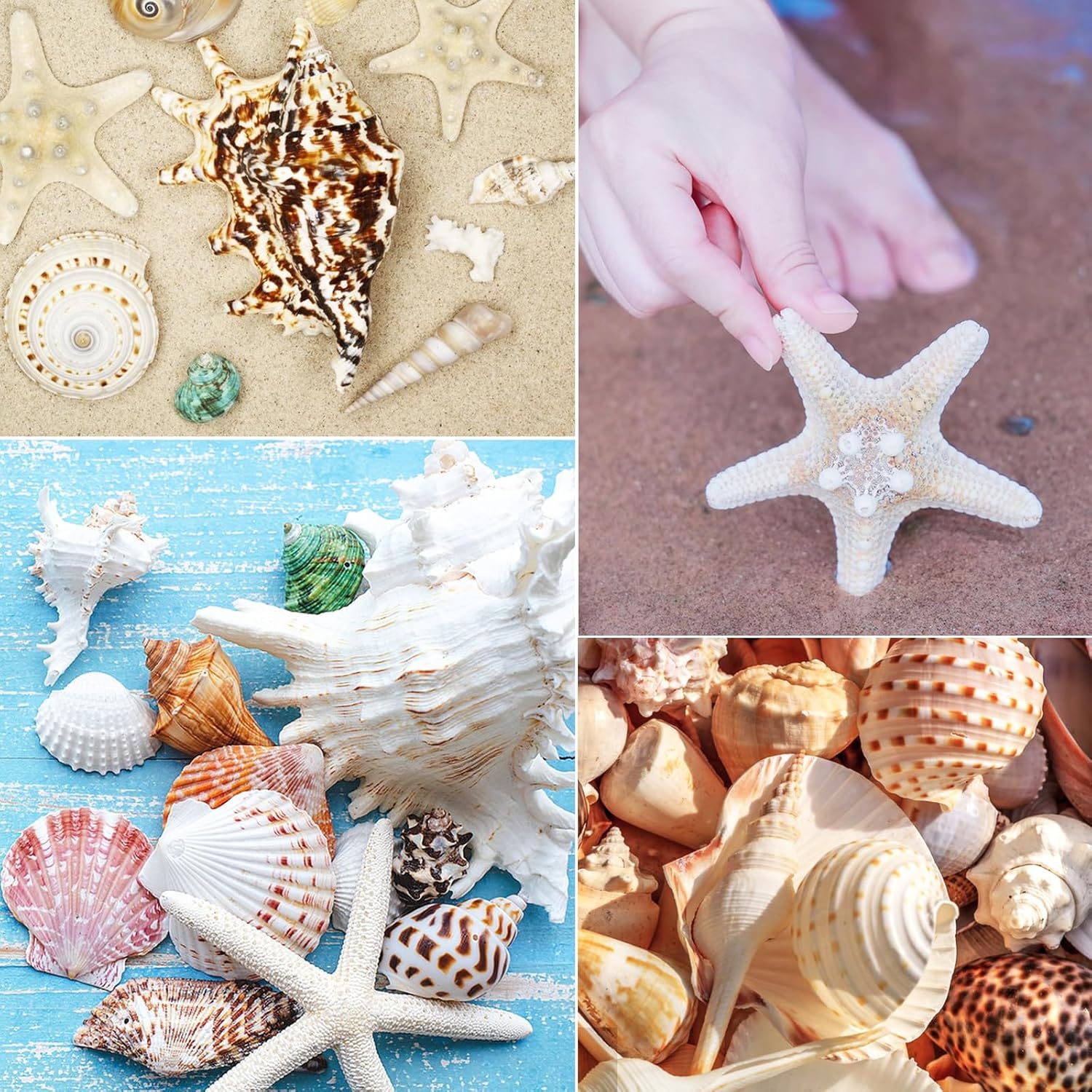 24 PCS Large Sea Shells Mixed Ocean Seashells Starfish Conch Various Sizes Natural Seashells for Fish Tank Beach Themed Party Home Bathroom Wedding Decorations DIY Crafts