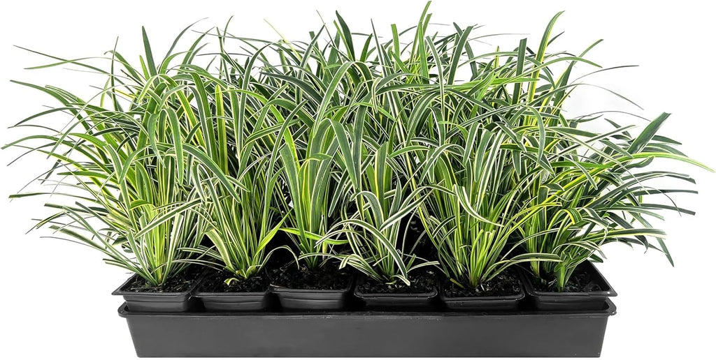 Variegated Liriope | 9 Live 4 Inch Pots | Liriope Muscari Variegata | Ornamental Ground Cover Plants | Evergreen Foliage