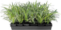 Variegated Liriope | 54 Live 4 Inch Pots | Liriope Muscari Variegata | Ornamental Ground Cover Plants | Evergreen Foliage