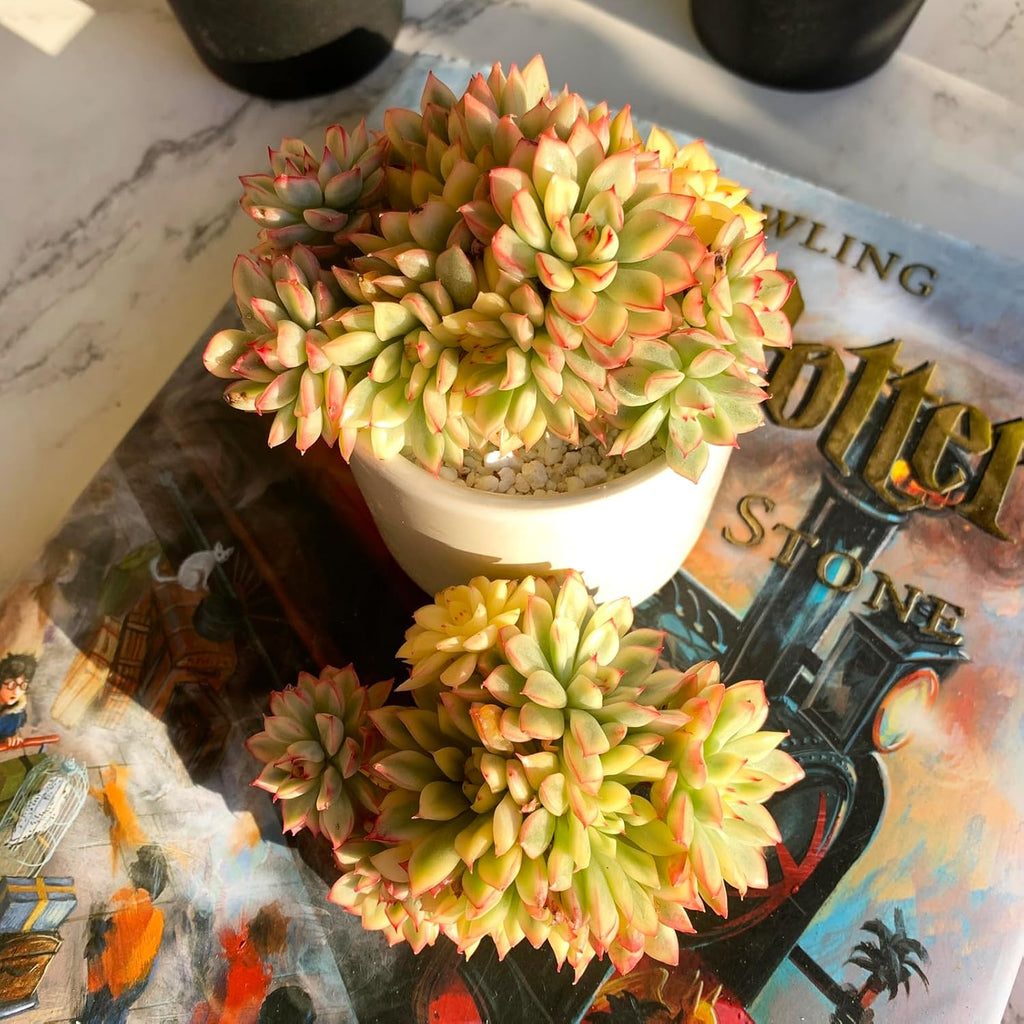 Echeveria Mebina Variegata Rare Live Succulent Plants, Variegated 4" Bare Root Without Pot & Soil, Garden Indoor Office Desk Baby Shower Decoration, Friend Plant Lovers Gifts