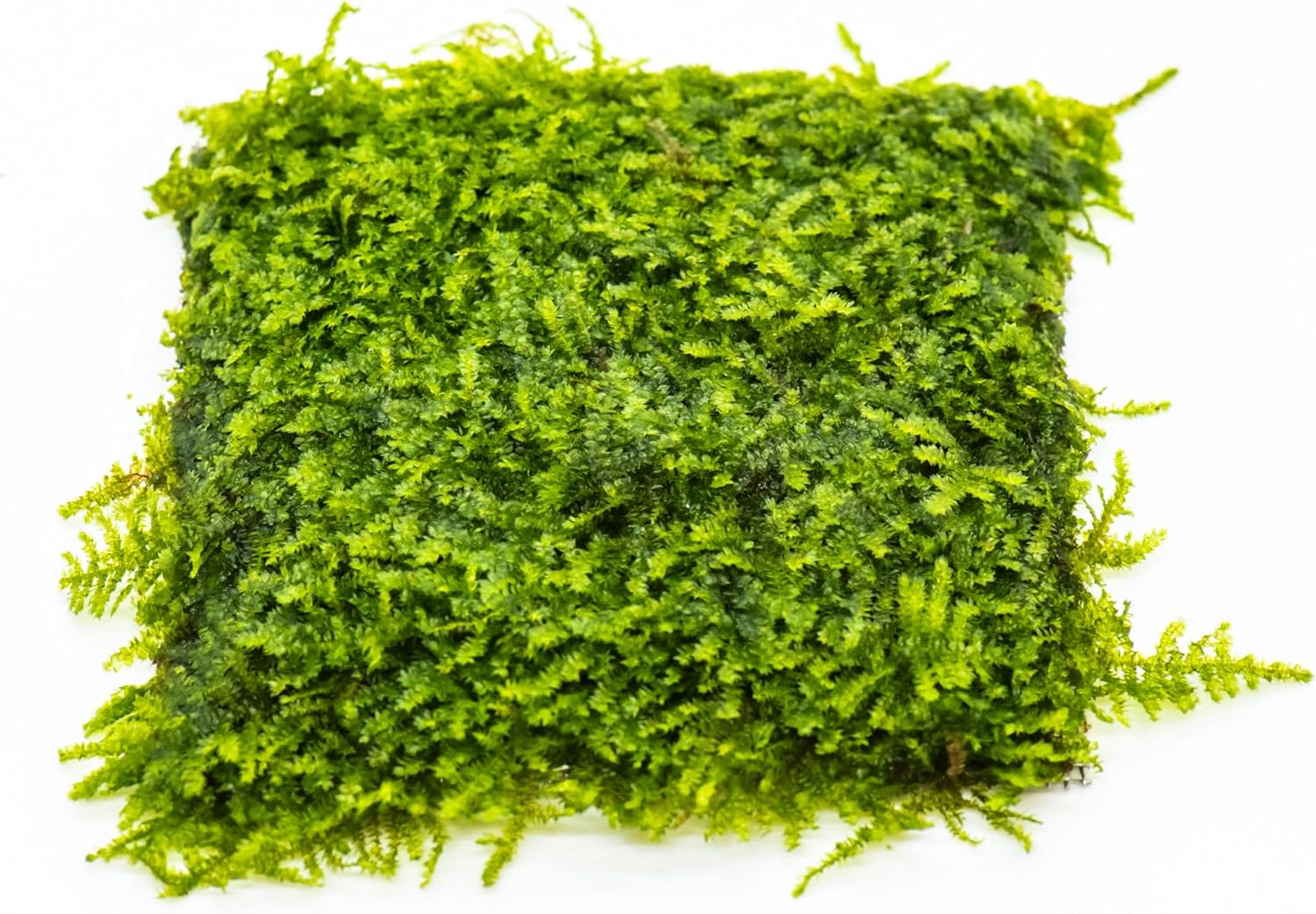 Generic Enchanting Aquatic Moss Collection: Create a Lush Underwater Landscape with Easy-Care Moss Varieties - Perfect for Aquarium Décor and Aquascaping (Mini Taiwan - 3.5inx3.5in Mat)