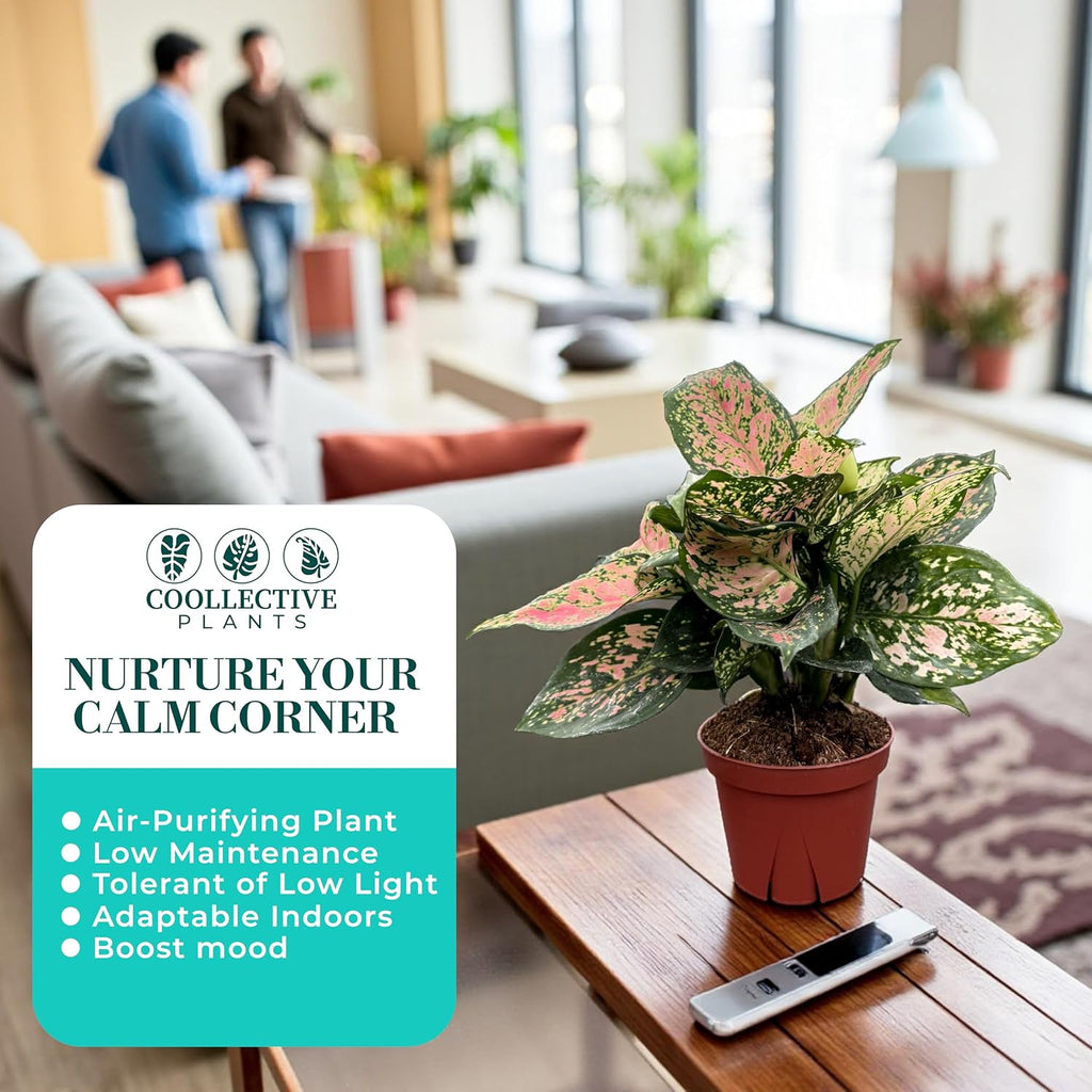 CoollectivePlants Aglaonema Katrina – Aglaonema Live Plant in 4” Growers Pot - Chinese Evergreen Plant Live, Green and Pink Variegated Foliage, Easy Low Light Houseplant