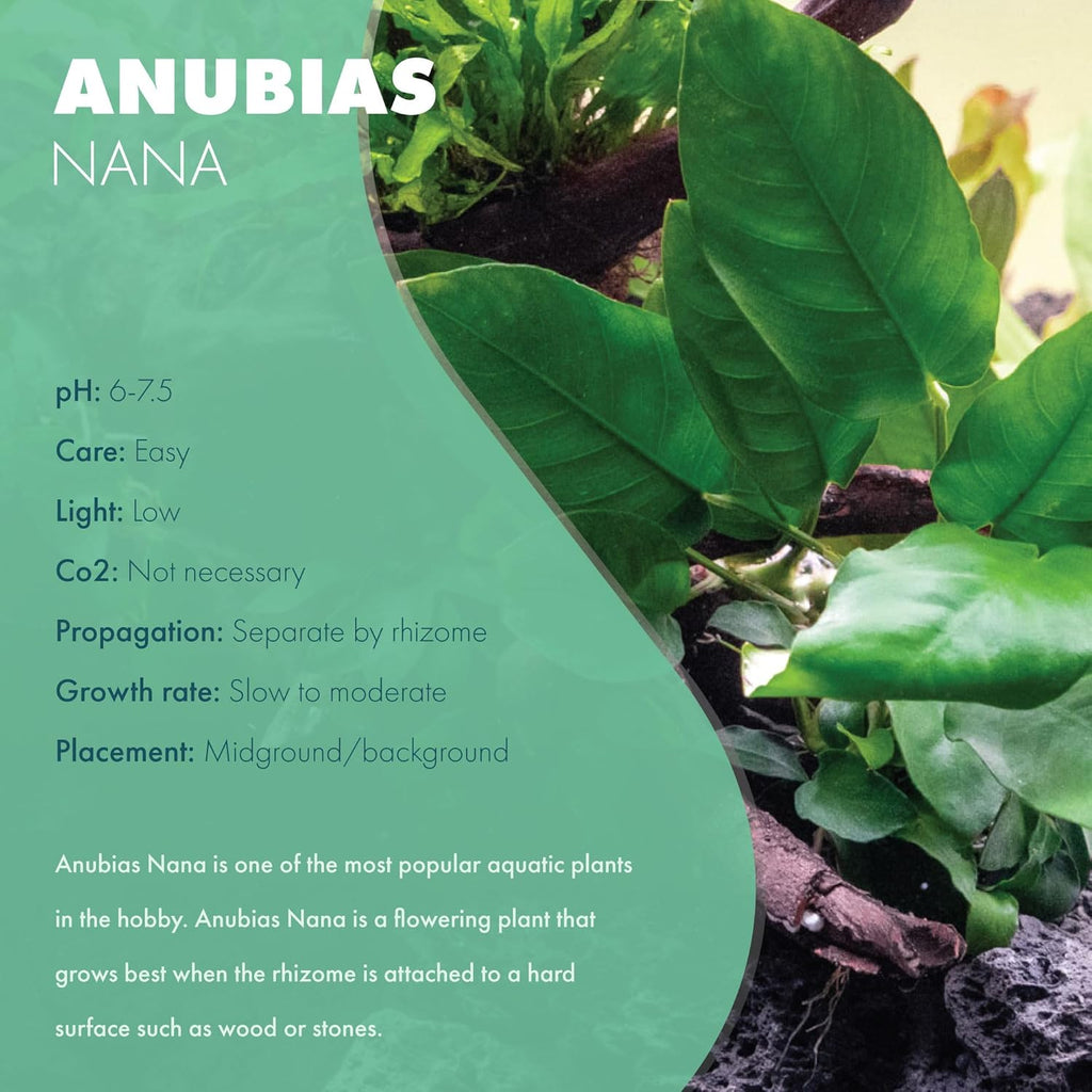 SubstrateSource Anubias Live Aquarium Plants - Potted Freshwater Plant for Fish Tanks, Terrariums - Beginner Friendly Low Light (Nana, 3 Pots)