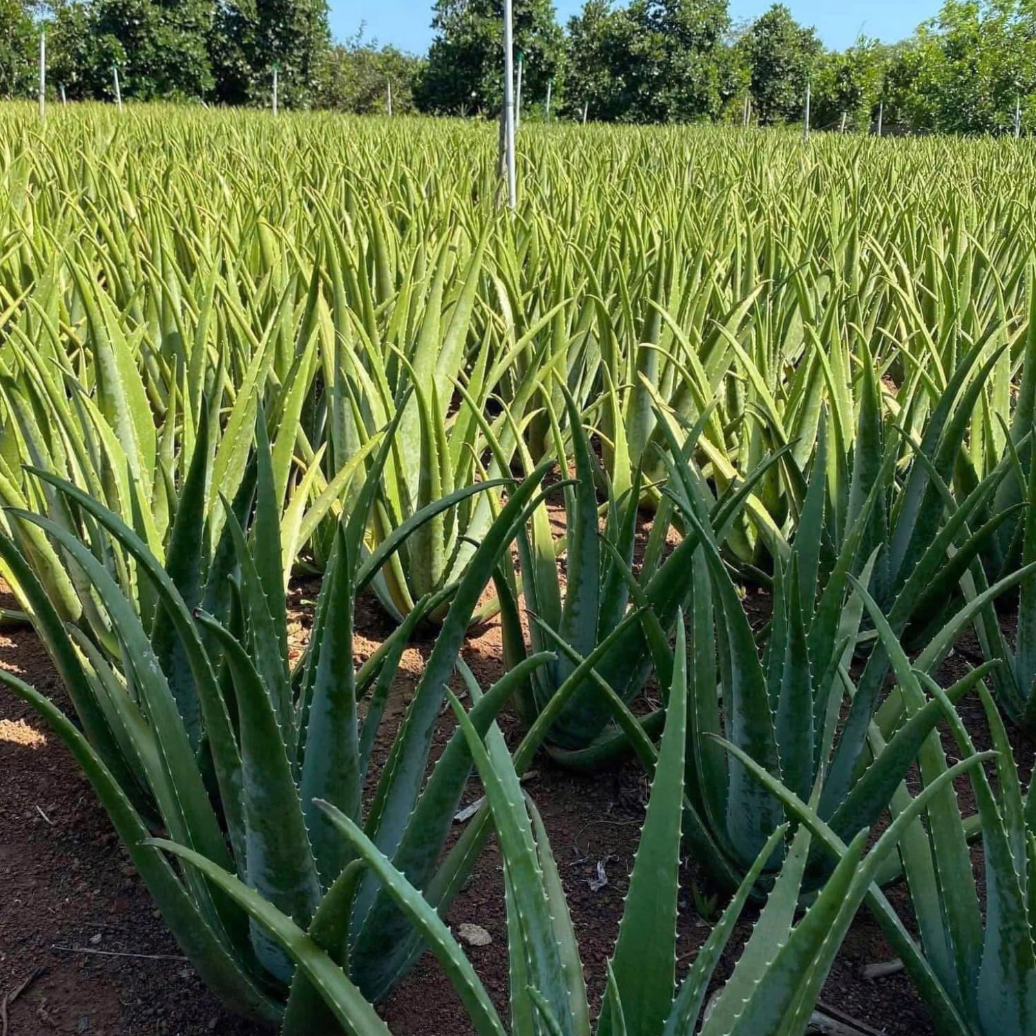 Live Aloe Vera Plant Succulent Trees | Aloe Vera Chinensis in Size 4 Inch Pot | Suitable for Indoor or Outdoor Garden | Easy-Growing Aloe Vera Pen Plant Ideal for Home Décor