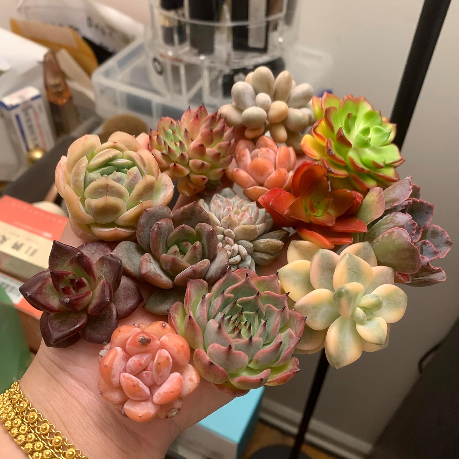 Mix DIY Rare Live Succulent Plants, 0.5-1,5" Random Mystery Bulk Succulent Live Plant, Without Pot & Soil, 6/12/24 Pcs, Garden Indoor Office Desk Decoration, Plant Gifts (24)
