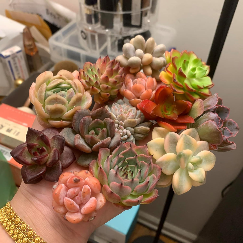Mix DIY Rare Live Succulent Plants, 0.5-1,5" Random Mystery Bulk Succulent Live Plant, Without Pot & Soil, 6/12/24 Pcs, Garden Indoor Office Desk Decoration, Plant Gifts (6)