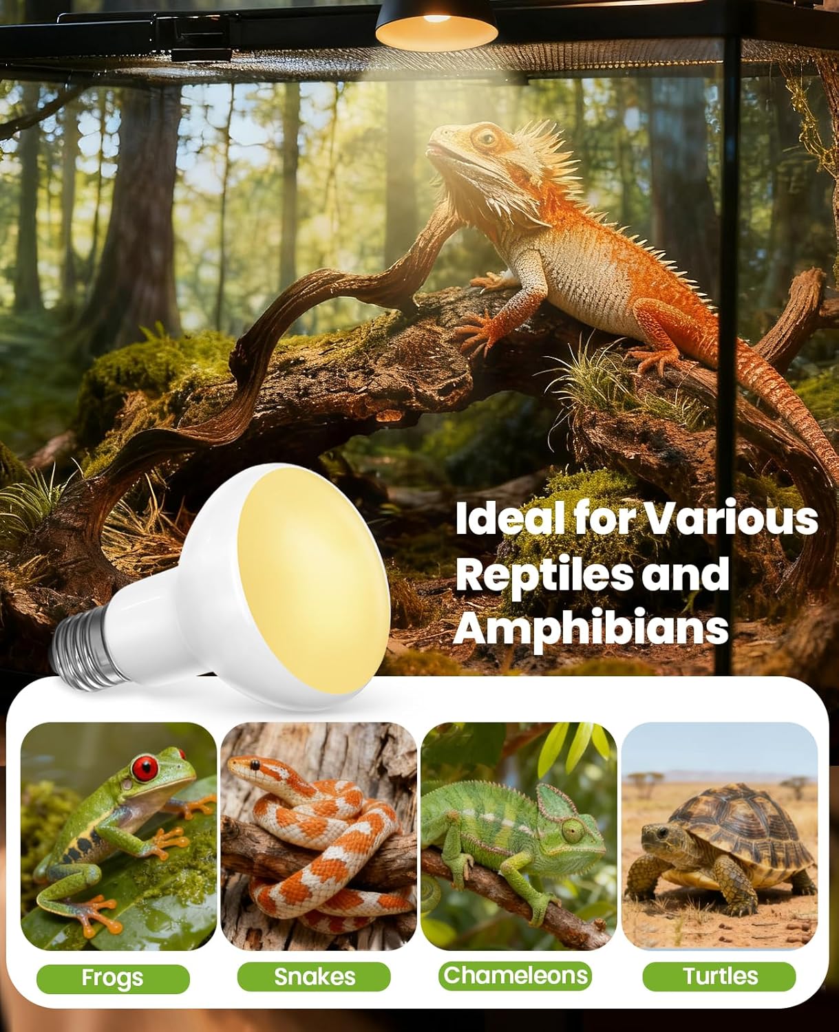 KINDEEP Reptile Basking Light Bulb: 75W Reptile Heat Lamp 2 Pack UVA Daylight Basking Bulb for Amphibian Bearded Dragon Lizard Tortoise Turtle Snake Chicken Pets Heating