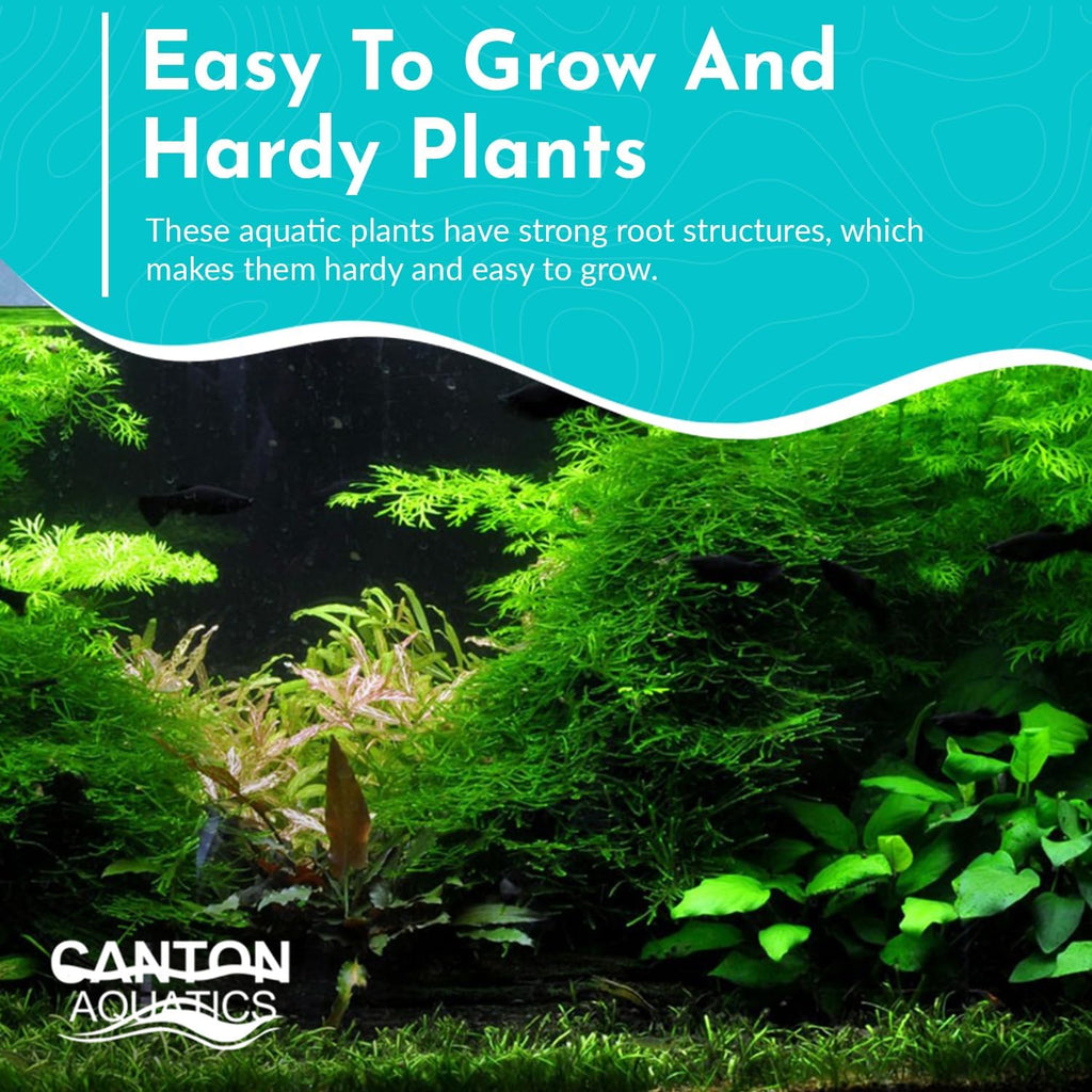 Anubias Barteri (Coffeefolia) - Dark Green Coloration- Strong Root Structure - Foreground Positioning - All Natural & Organic Aquatic Plant - Long Lasting & Easy to Care - 2" Pot
