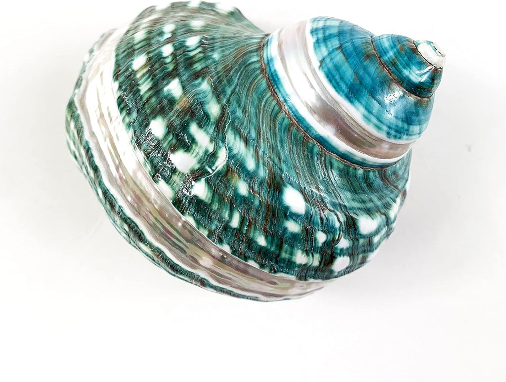 Heyiwell Natural Large Jade Banded Turbo Seashells&Hermit Crab Shells 3.5"~4.5" Inch