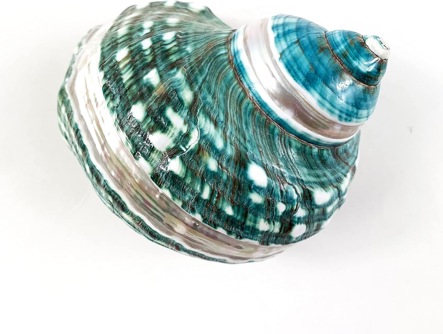 Heyiwell Natural Large Jade Banded Turbo Seashells&Hermit Crab Shells 3.5"~4.5" Inch