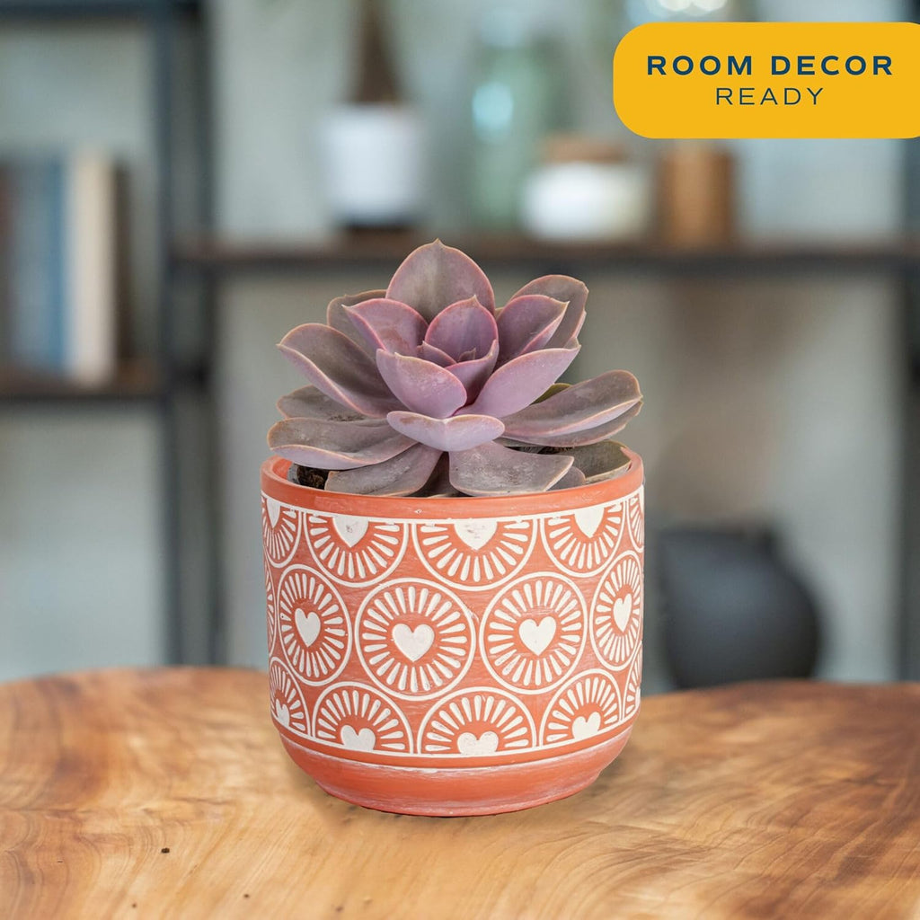 Costa Farms Live Succulent Plant, Easy to Grow Echeveria, Potted Houseplant in Decor Plant Pot, Everyday Gift for Mom, For Wife, From Daughter, Son, Room or Home Decor, 6-Inches Tall