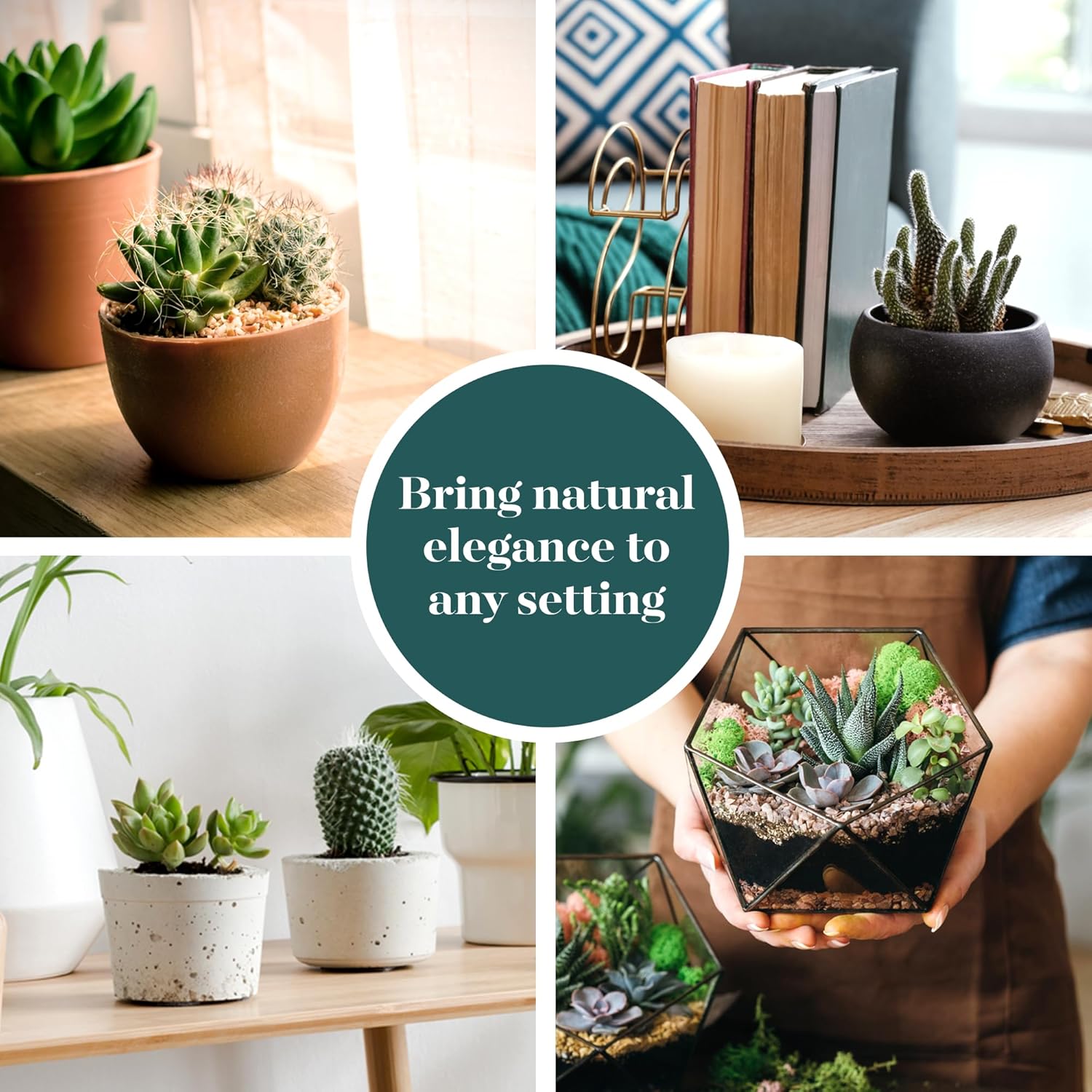 Shop Succulents Premium Live Mini Cactus and Succulent Plants in 2" Pots, Easy Care Indoor or Outdoor Gardening, Terrariums, Favors, & Contemporary Spaces with Hardy, Resilient Varieties, Pack of 20