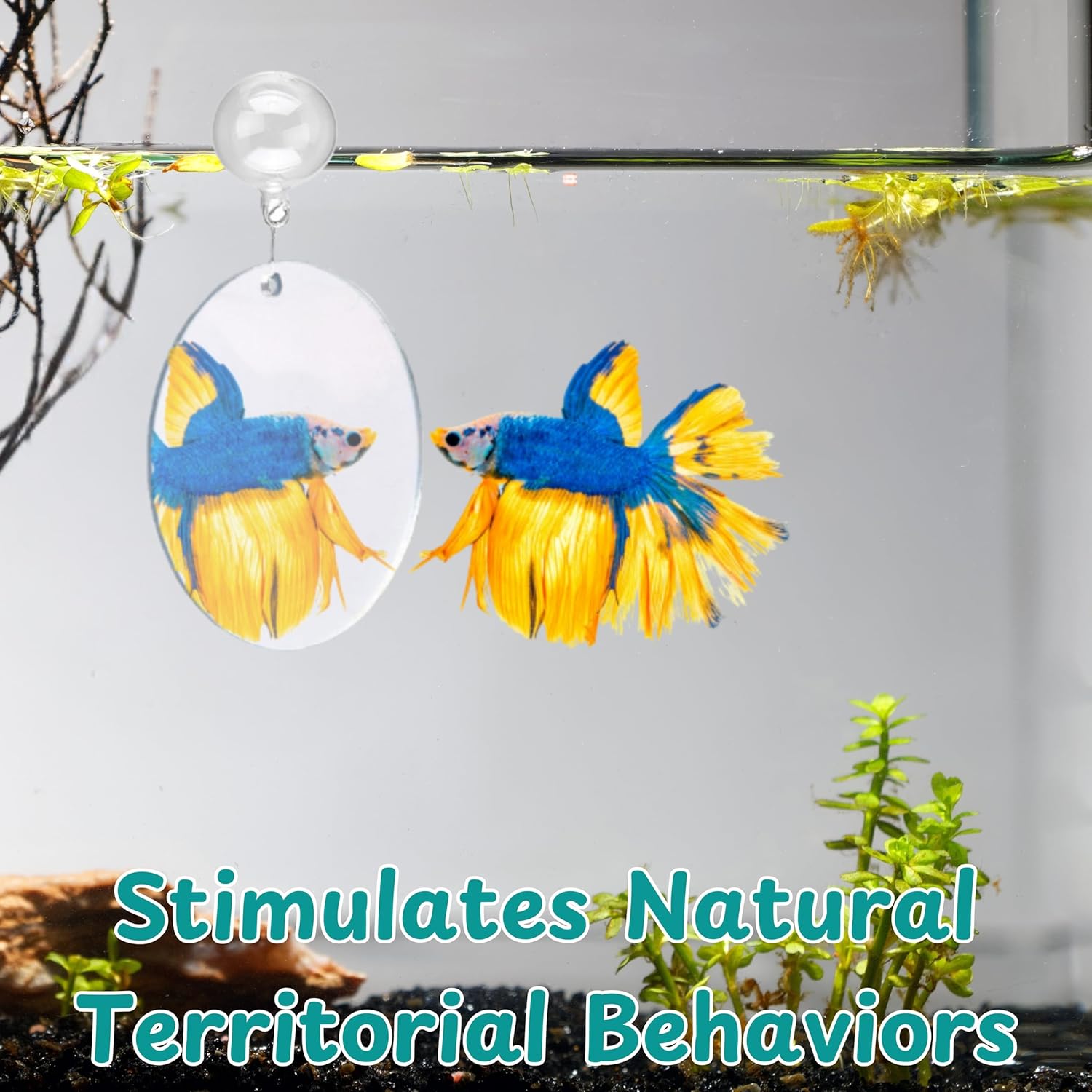 2 pcs Betta Ring Enrichment Toys with 1 pcs Betta Mirror, Exercise Training Ring and Floating Mirror for Fish Tank, Aquarium Feeding Rings with Floating Mirrors, Fish Toys, Bettas Toy (Teal, M-70mm)