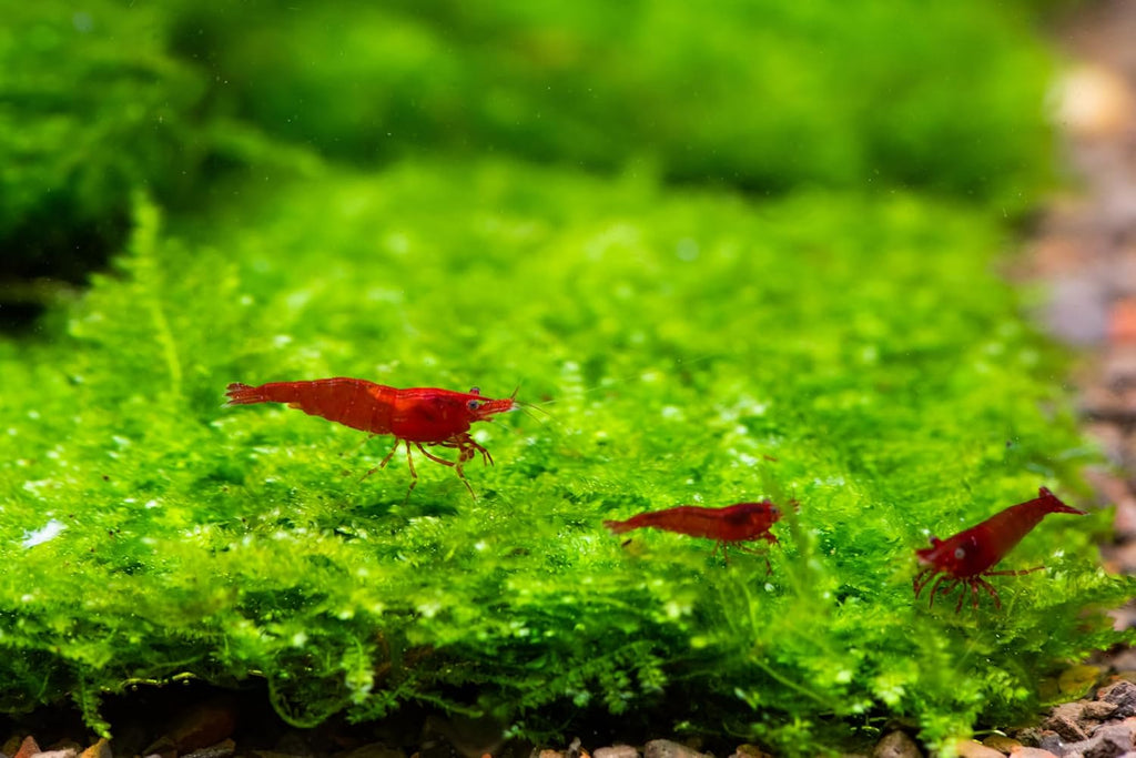Generic Enchanting Aquatic Moss Collection: Create a Lush Underwater Landscape with Easy-Care Moss Varieties - Perfect for Aquarium Décor and Aquascaping (Mini Taiwan - 3.5inx3.5in Mat)