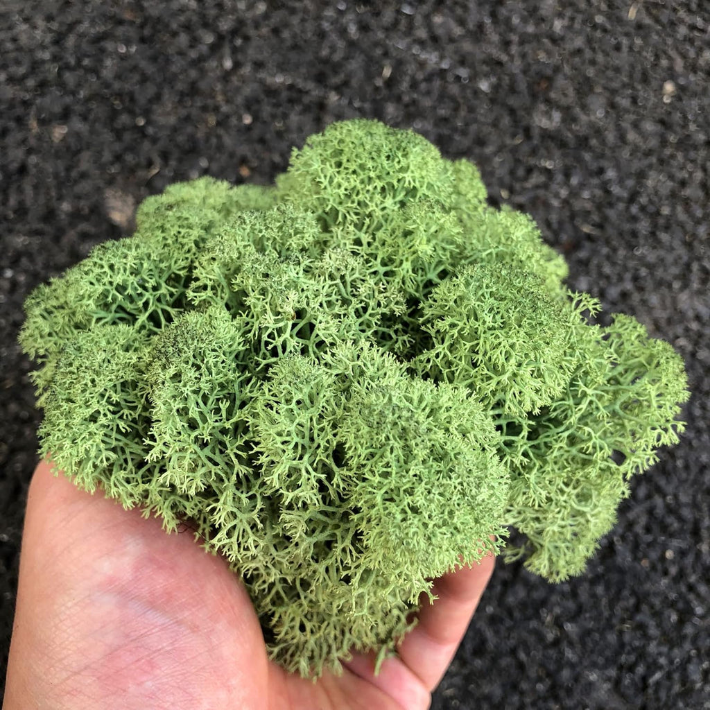 Preserved Reindeer Moss Natural Green DIY Kit Gardenning Art Wall Decor Florist Decor Easter Table Decor Wedding