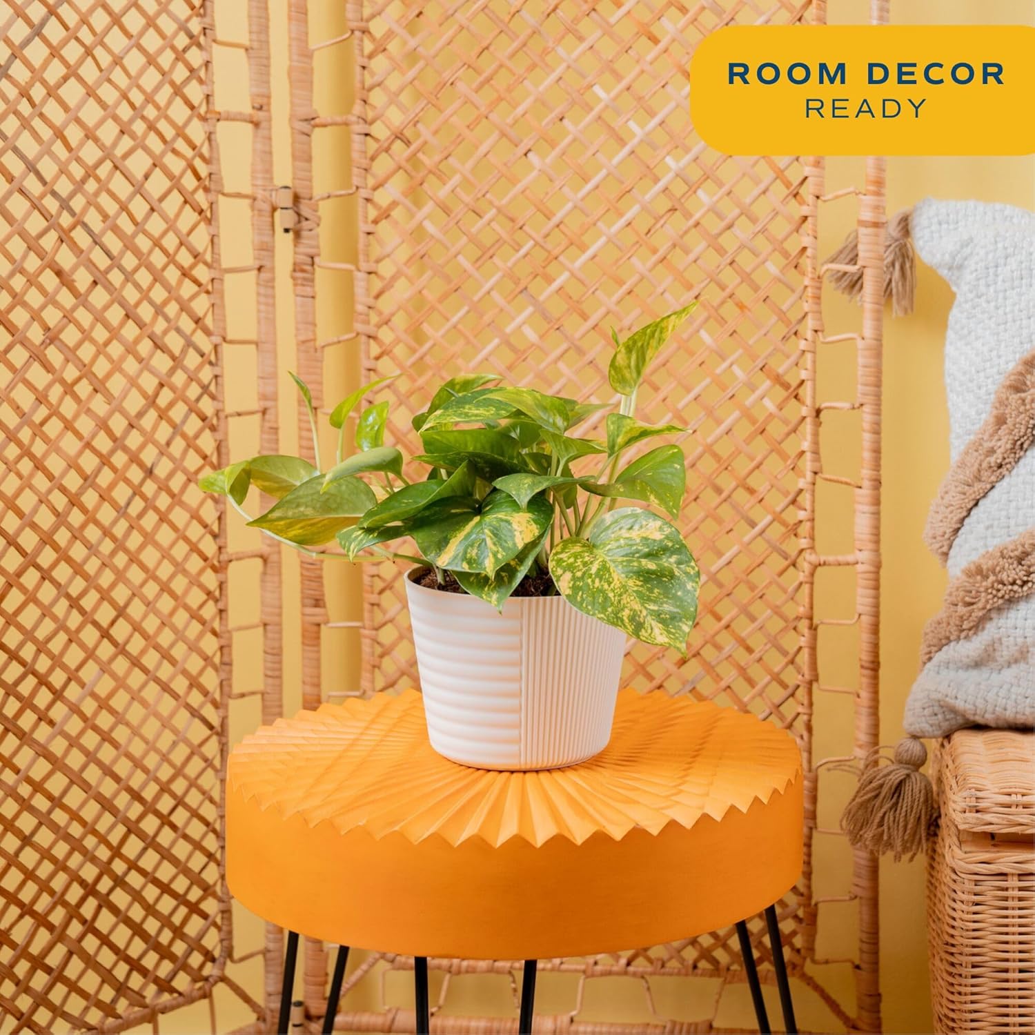 Costa Farms Live Pothos Plant, Easy Grow Vining & Trailing Air Purifying Houseplant in Garden Plant Pot, Housewarming Gift, Room, Home Decor, 10-12 Inches Tall