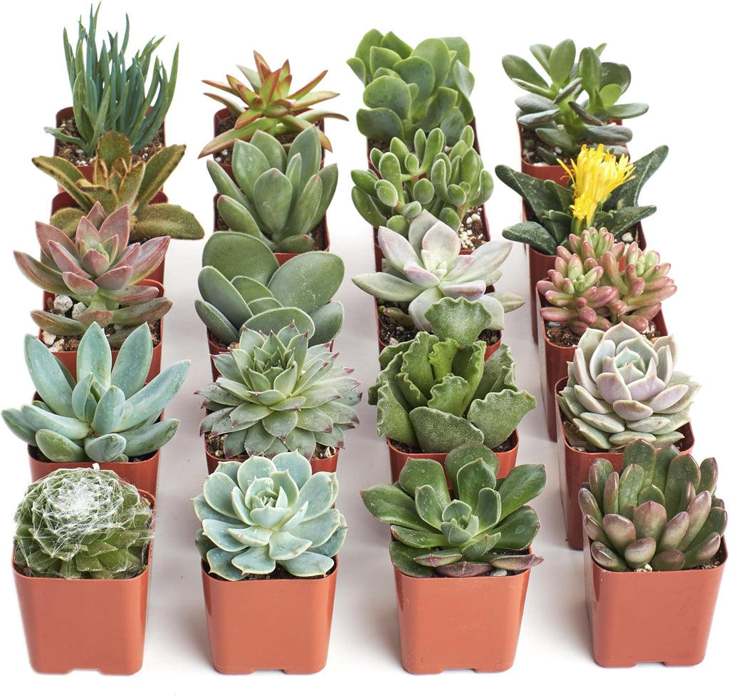 Shop Succulents Unique Succulent Plant Pack Collection - Live Mini Succulent Plants, Low Maintenance, Exceptional Colors & Textures - Wedding and Party Favors, Gift & Garden, Pack of 20
