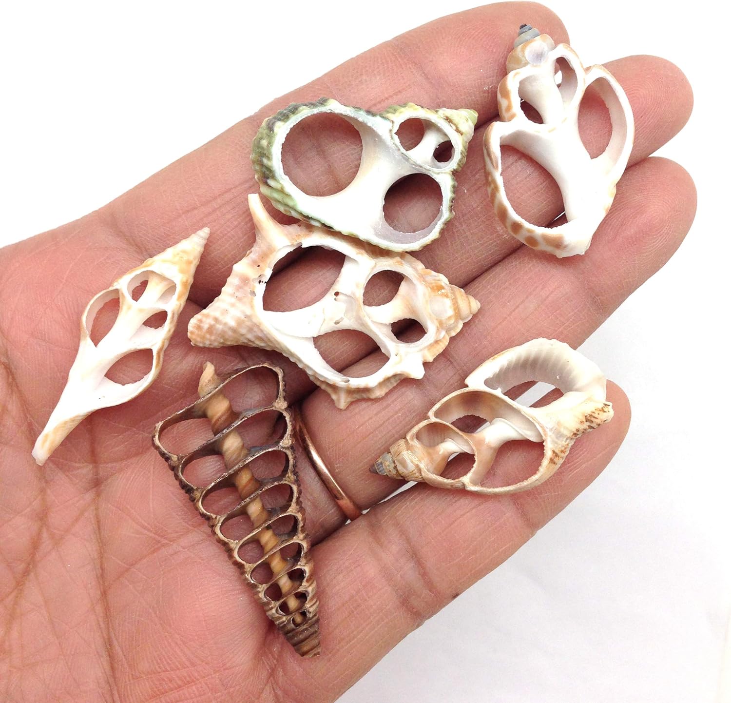 PEPPERLONELY 30PC Center Cut Assorted Mixed Small Sea Shells, 1 Inch ~ 1-1/2 Inch
