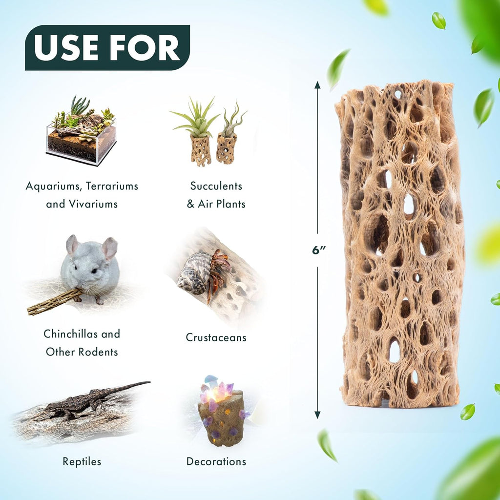 SubstrateSource Natural Cholla Wood - Driftwood for Aquariums, Air Plant Base, Hermit Crab and Freshwater Shrimp Hideout, Fish Tank Decoration, Chinchilla Chews, Reptile Habitat Wood - 6 Inch, 1pc