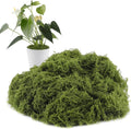 Artificial Moss for Crafts, 10.6OZ Fake Green Moss for Potted Plants, DIY Decorative, Walls,Table Centerpieces Decor Fairy Garden Model Making (300g)