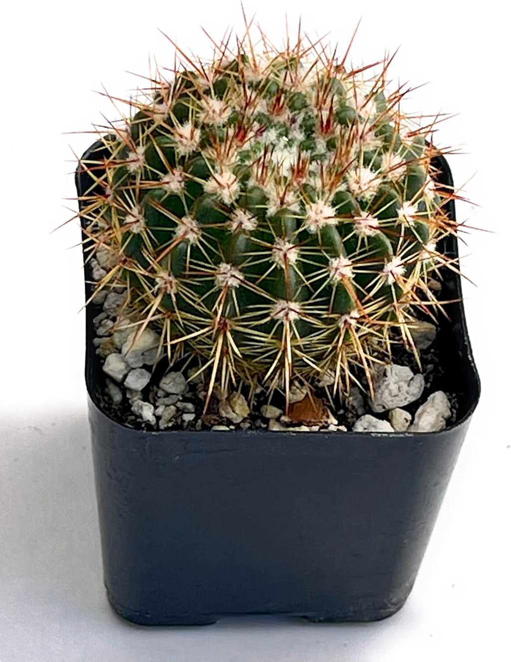 Fatplants Mini Cactus Plants Live Plants (4 Pack), Cactus Plant Indoor Live Plants, Cacti Plants Live Cactus Decor, Succulents Plants Live Houseplants, Mini Cactus Gifts in Cactus Soil Potting Mix