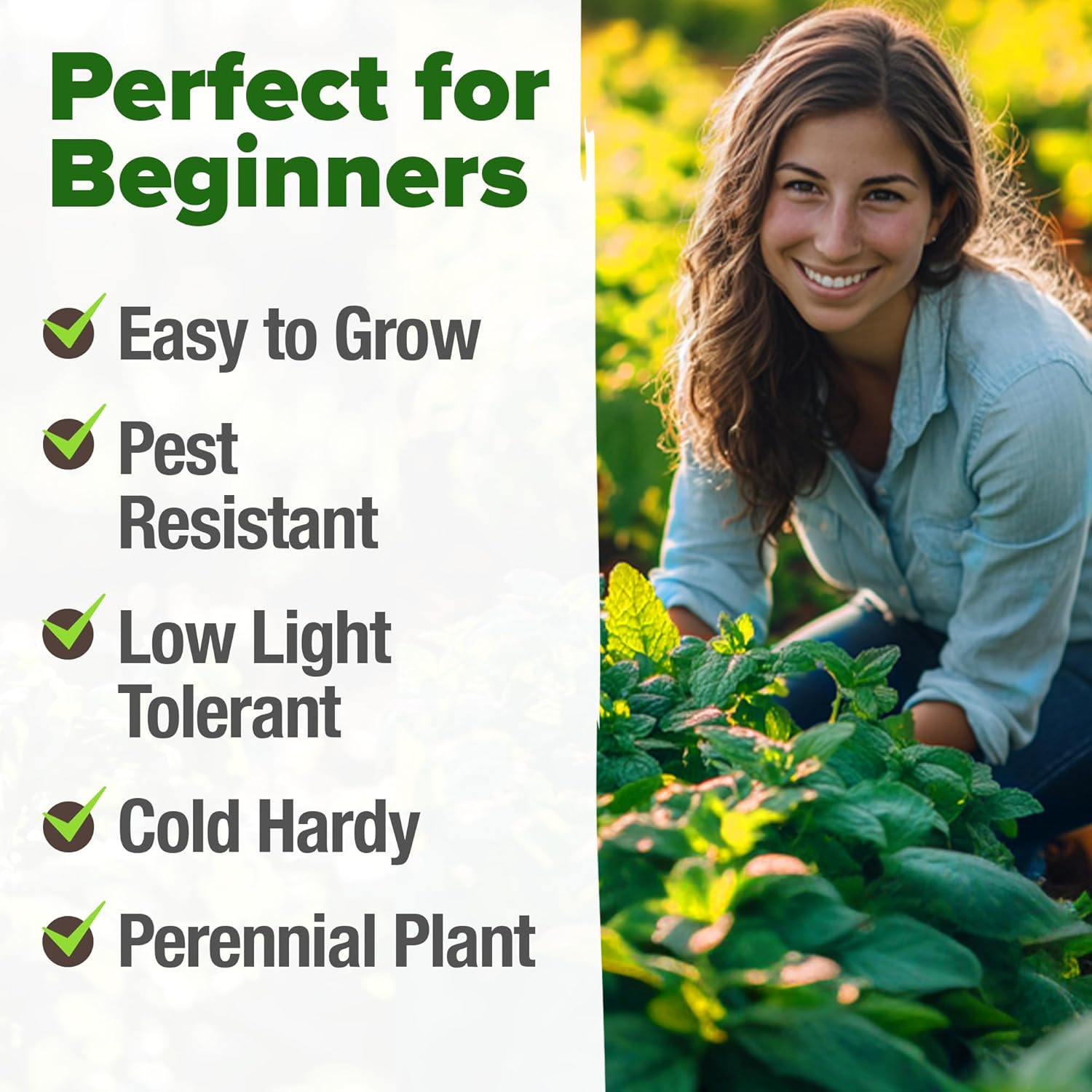 HOME GROWN Peppermint Seeds 2 Pack (Mentha × piperita) – 4,740 Heirloom Mint Seeds for Planting – Grow Indoors or Outdoors, Kitchen Herb Garden Favorite