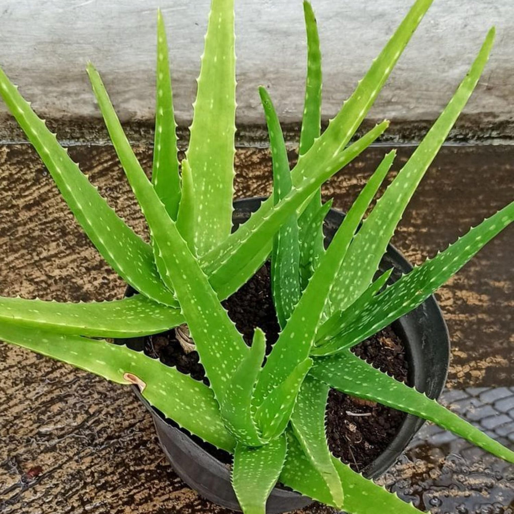 Live Aloe Plant for Planting | Aloe Vera Chinensis Plant in Size 2 Pot | Suitable for Home Garden, Office, and Outdoor Beds | Fully Rooted Houseplant for Indoor Décor, Easy Care & Gift Giving