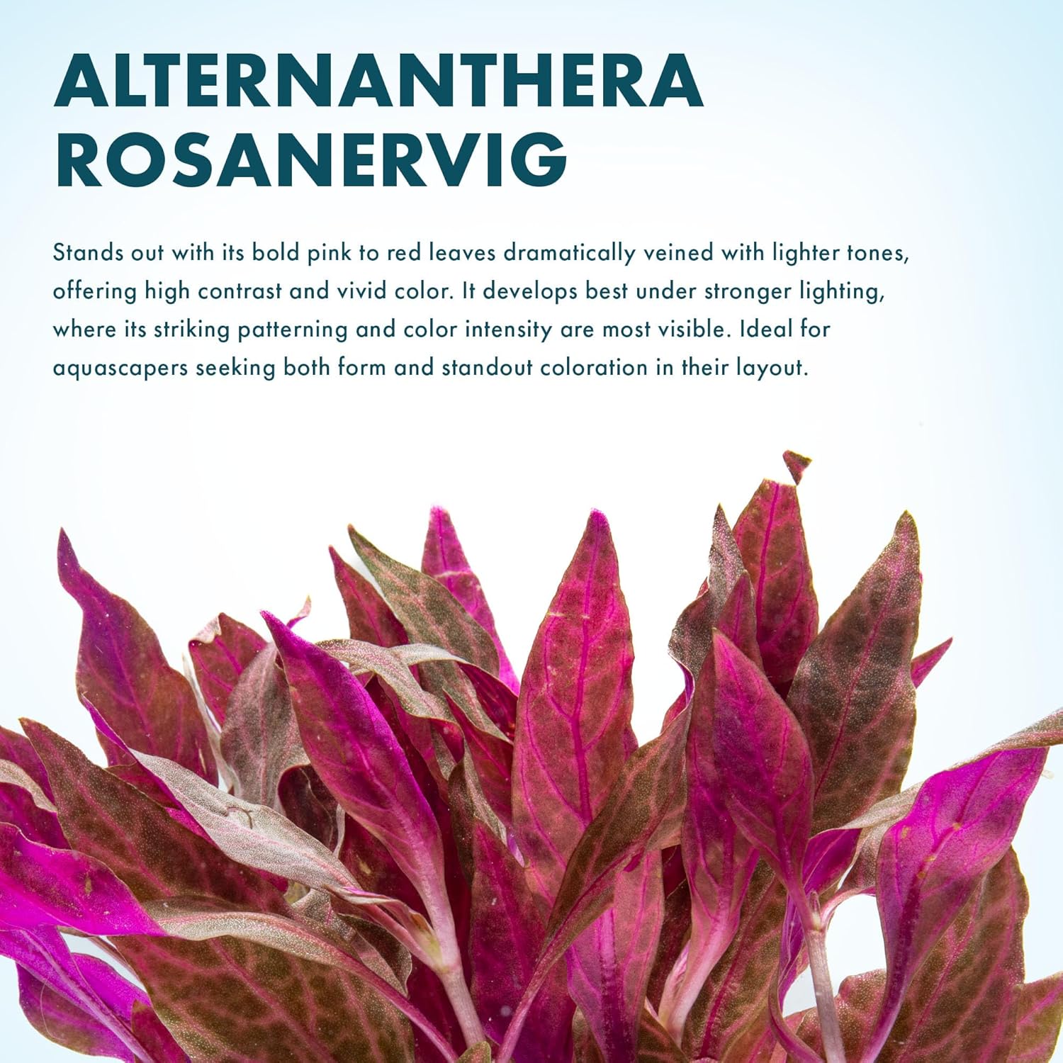 SubstrateSource Live Aquarium Red Stem Plants - Freshwater Aquatic Plant for Fish Tanks, Aquascaping - (Alternanthera Reineckii Rosanervig, 1 Bunch)