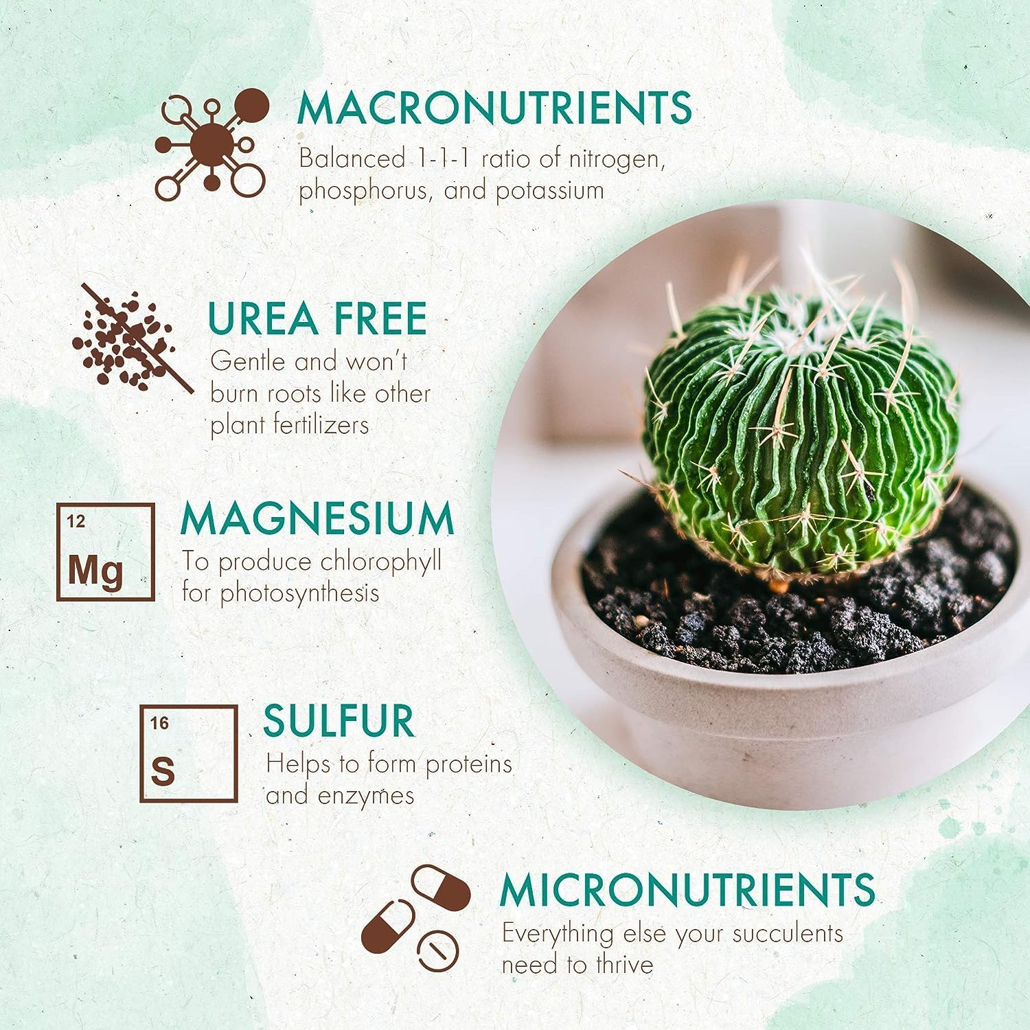 The Grow Co Succulents & Cactus Plant Food - Gentle Long Lasting Formula, Slow Release Fertilizer (Liquid Alternative) for All Potted Succulent, Cacti & Aloe Vera Plants (5 oz)