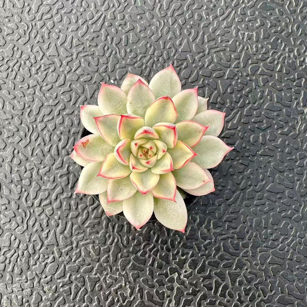 Live Succulent Variegated Echeveria Mebina, Approx 2-inch Large, Potted Succulents, Fully Rooted, Easy Care House Plants