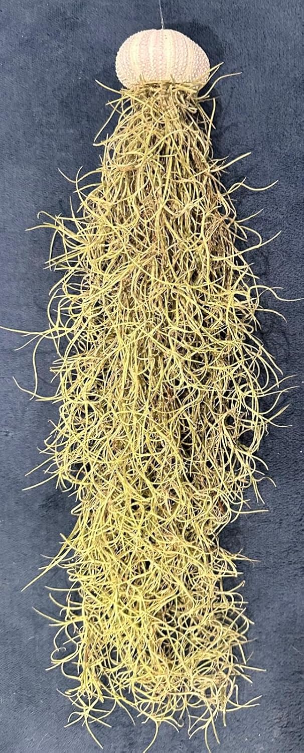 Set of 3- Jellyfish Sea Urchin Spanish Moss, Hanging Tillandsia Air Plants, Live Airplant, Healthy Arrival Guaranteed, Great Indoor & Outdoor Plant, Home Decor, Gift, Party Favors