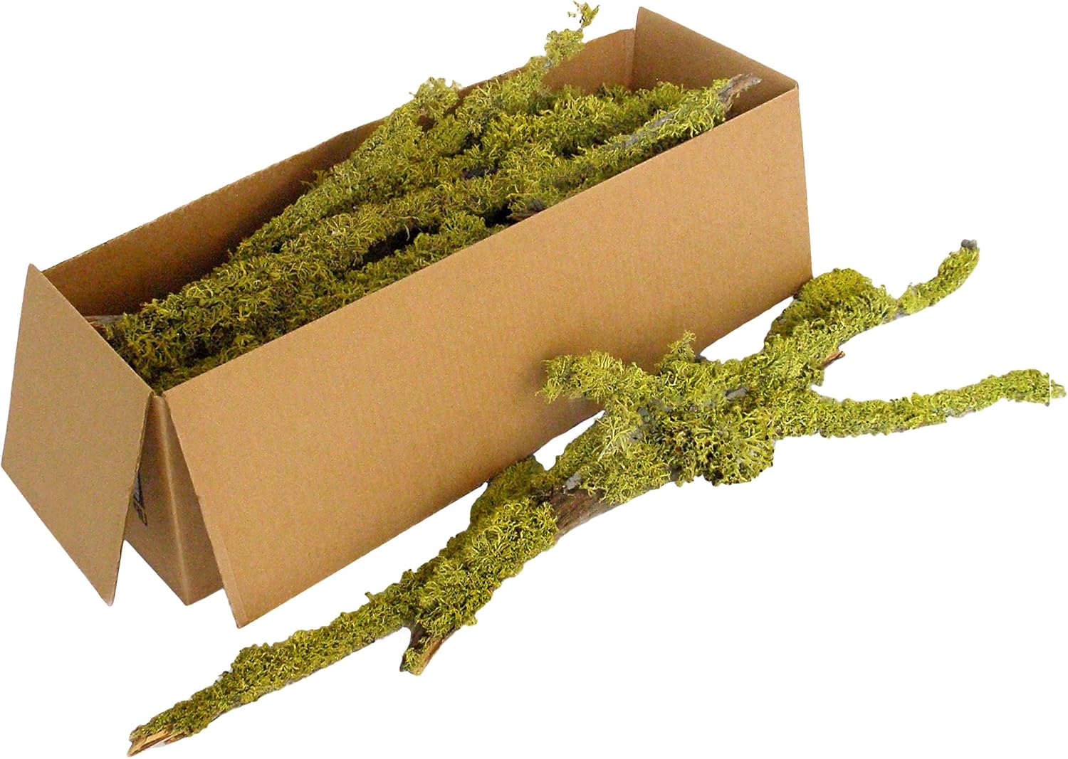 SuperMoss (23544 Branched Lichen Parmelia – Natural Preserved Lichen Branches for Floral Arrangements, Home Decor, and Terrariums, 1,560 cu. in., Green