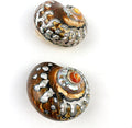 Heyiwell 2PC African Sarmaticus Turbo Shells,Hermit Crab Shell &Turbo Shells Hermit Crab Supplies for Decor 3"~3.5" Inch