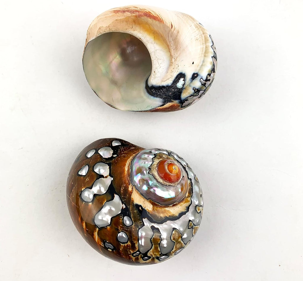 Heyiwell 2PC African Sarmaticus Turbo Shells,Hermit Crab Shell &Turbo Shells Hermit Crab Supplies for Decor 3"~3.5" Inch