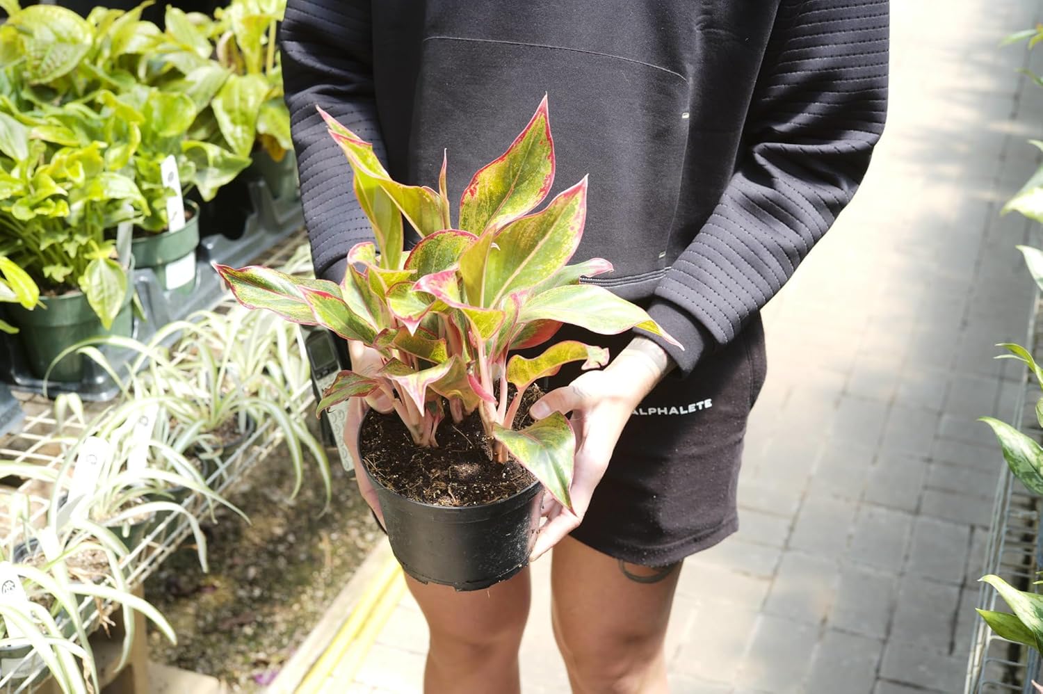 Gardenera Premium Aglaonema Plant Potting Mix - Crafted for Healthy Growth and Radiant Foliage - 1 Quart, MAIN-AGLAONEMA-1QT