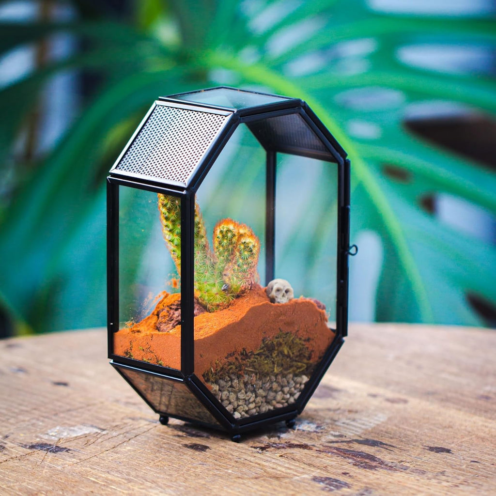 NCYP Mini Glass Terrarium with Vent and Door for Succulents Plants, Jumping Spiders, Insect - Octagon Small Closed Geometric Enclosure, Black Indoor Tabletop Decor, 5 x 2.3 x 7 Inches (Terrarium Only)