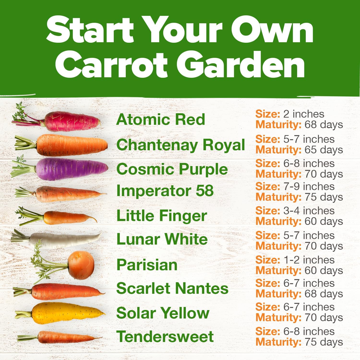 HOME GROWN Rainbow Carrot Seeds – 2500+ Heirloom Seeds (10 Varieties) – High Germination, Vegetable Seeds for Planting Indoors or Outdoor Home Garden