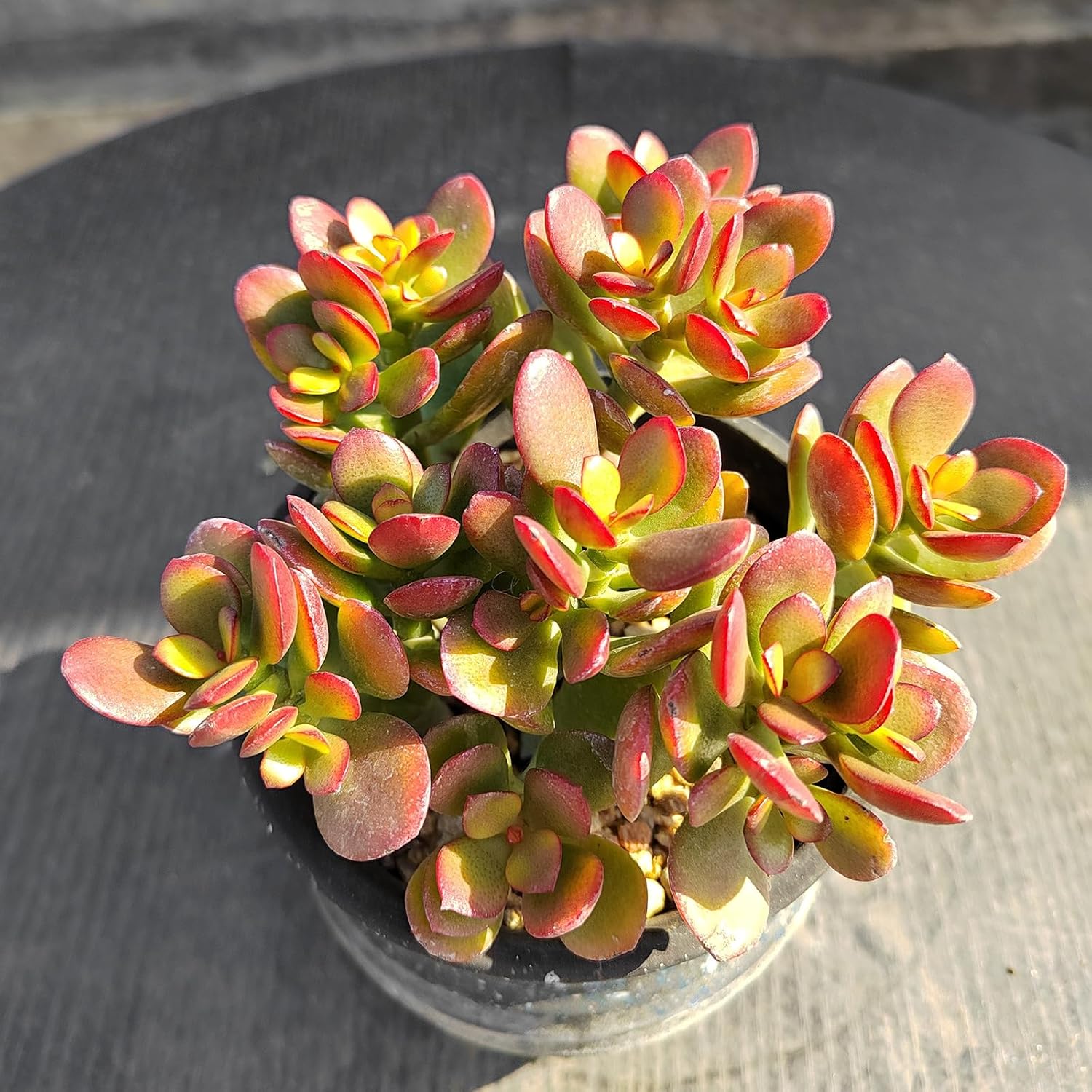 Dwarf Jade with White Stripe Pot, Live Crassula Ovata Crosby's Compact, Rare Cute Succulent Plant in 4" Planter, Home Office Décor
