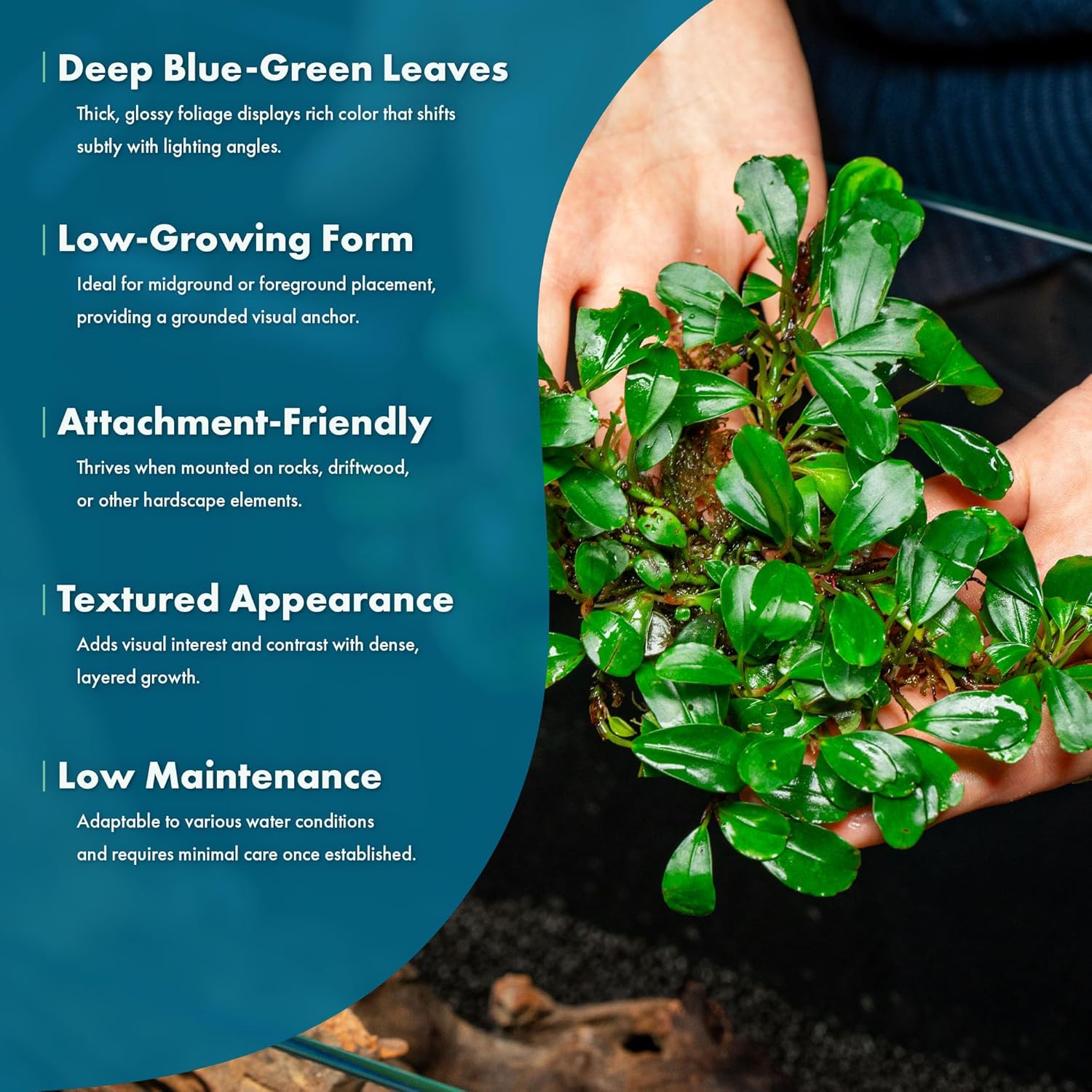 SubstrateSource Bucephalandra Arrogant Blue Live Aquarium Plant - Natural Freshwater Fish Tank Decorations and Aquatic Decor (Plant (6-10 Leaves))
