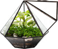 KraftStories Clear Glass Terrarium with Door | Diamond Design Container | Ideal Planter for Moss and Indoor Plants | Maintains Humidity | Self-Sustaining Indoor Garden Ecosystem (Terrarium Only)