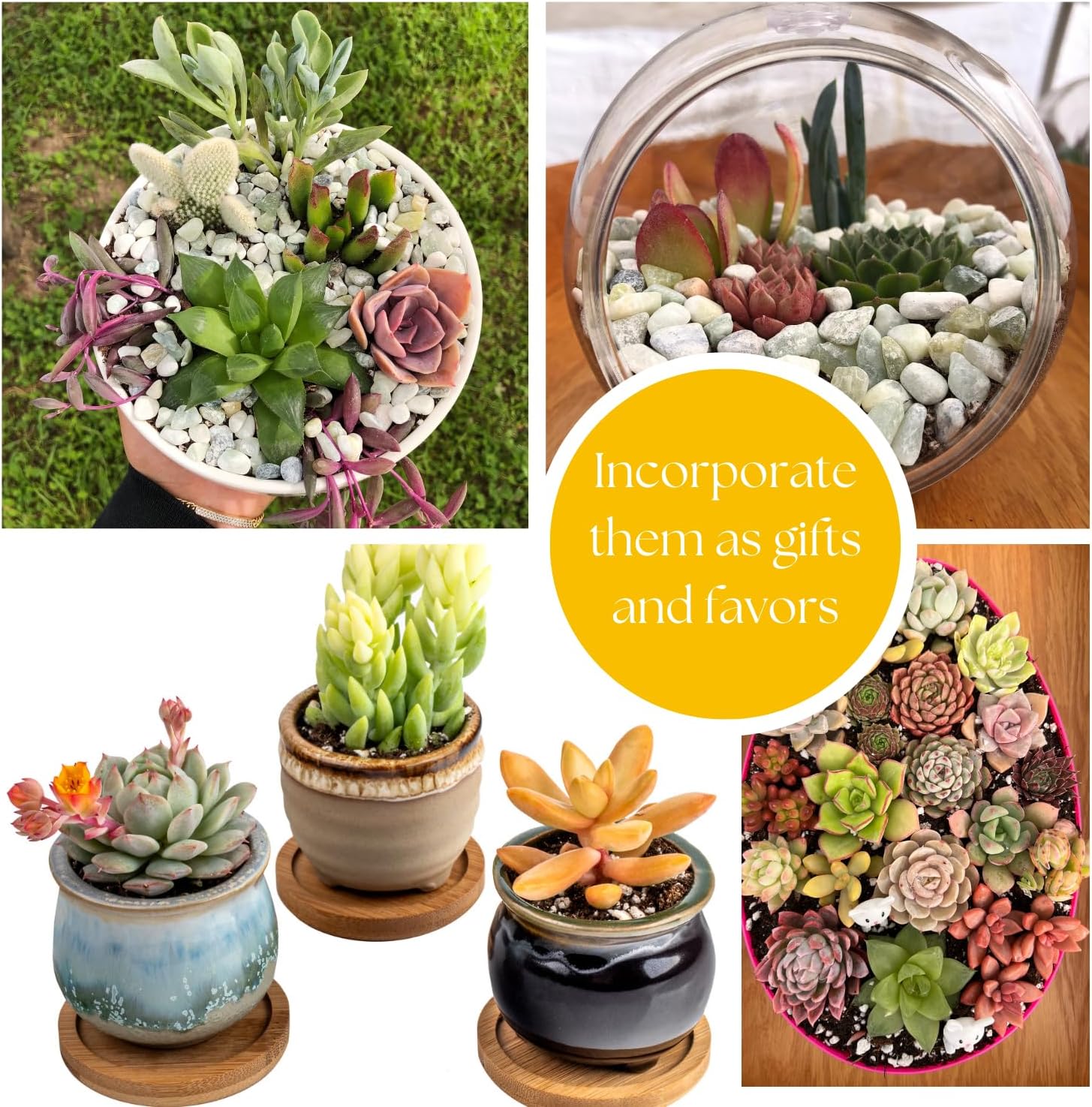 Live Trailing Succulent 4 Pack | Well Rooted Hanging Ruby Necklace (Little Pickles) Planted in 2 inch Pots | Small Plants for Baskets or Planters | DIY, Home Outdoor/Indoor Wedding or Birthday Gift
