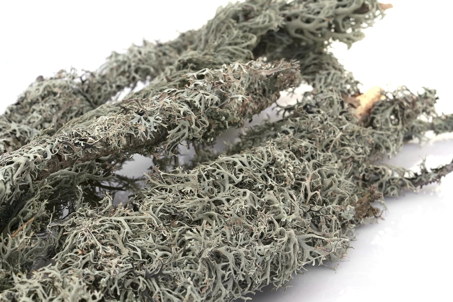 SuperMoss 21617 Lichen Parmelia (Branched), 120 in3 Bag (Appx. 4oz), Natural/Grey