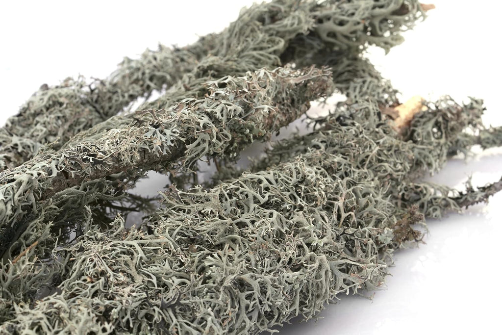 SuperMoss (23534 Branched Lichen Parmelia – Natural Preserved Lichen Branches for Floral Arrangements, Home Decor, and Terrariums, 175 cu. in., Orange