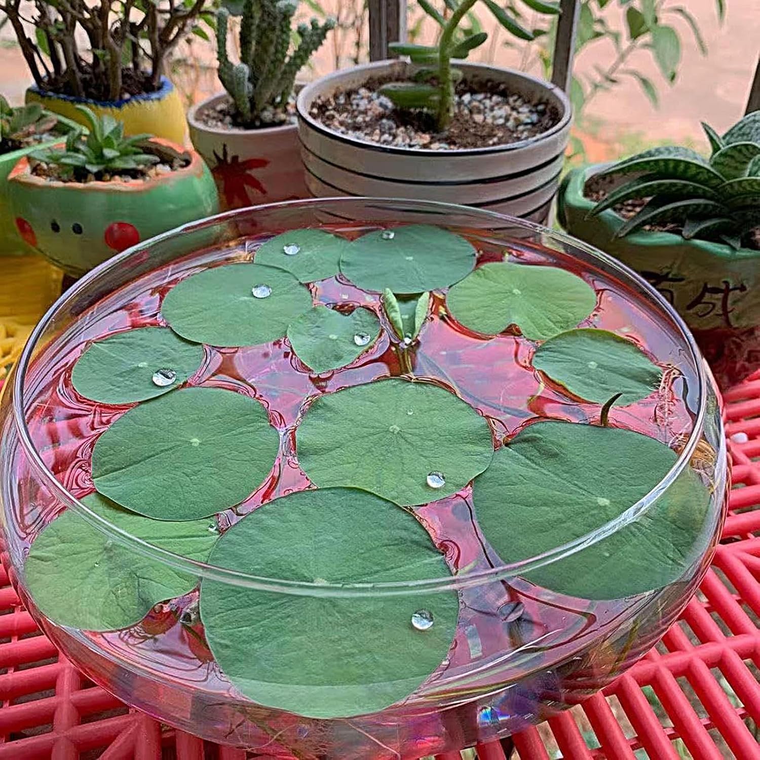 Glass Bowl – for Plants, Hydroponics Flower Planter, Shallow Wide Round Fish Bowl, Indoor Home Decoration, Transparent Curved Design, Multipurpose Plant Display | Great for Bonsai, Succulents