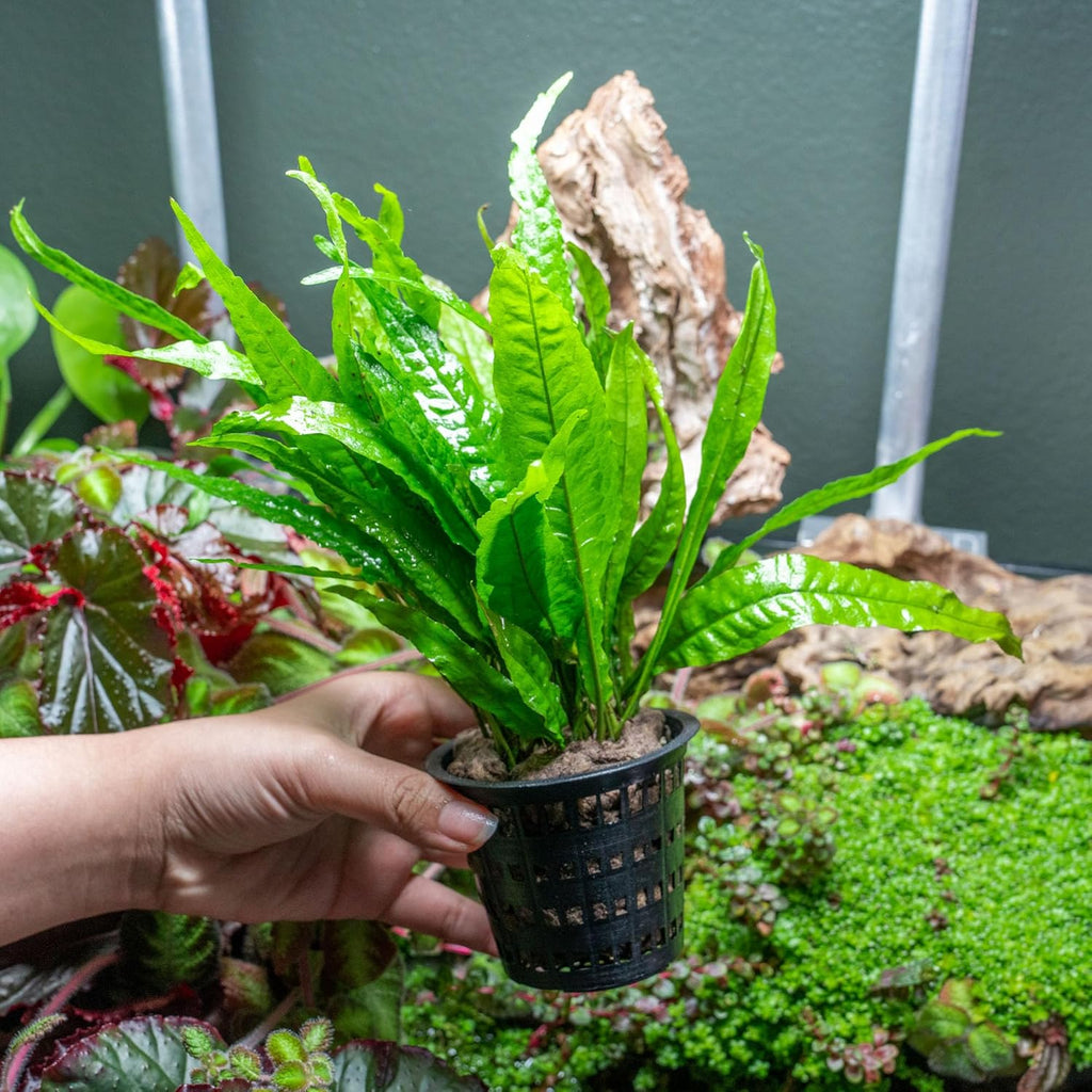 SubstrateSource Live Plants - Java Fern (Microsorum pteropus) - Low to Medium Light Aquarium Display, Bright Green Accent, Midground Aquascaping, Freshwater Rhizome Aquatic Plant - Pot