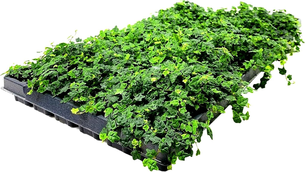 Ficus Pumila Quercifolia | 3 Live Plants | Oak Leaf Creeping Fig, Easy-Care Indoor/Outdoor Trailing Vine Plant, Perfect for Walls and Ground Cover