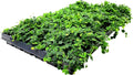 Ficus Pumila Quercifolia | 40 Live Plants | Oak Leaf Creeping Fig, Easy-Care Indoor/Outdoor Trailing Vine Plant, Perfect for Walls and Ground Cover