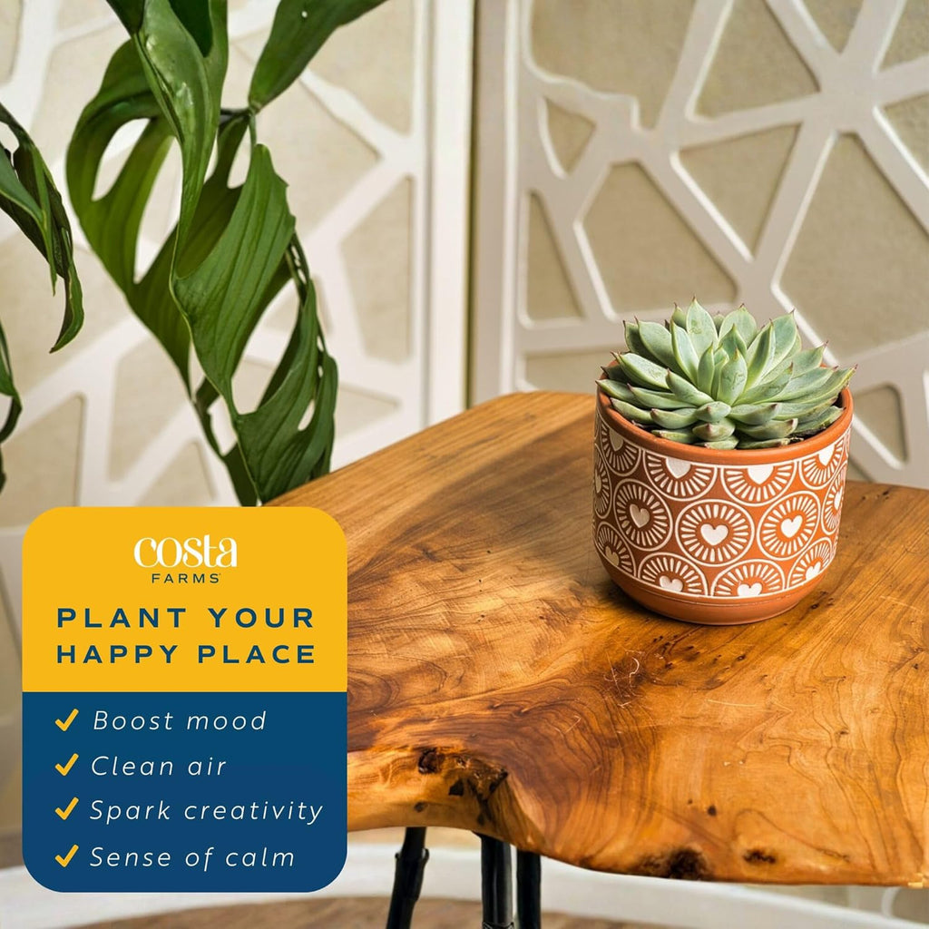Costa Farms Live Succulent Plant, Easy to Grow Echeveria, Potted Houseplant in Decor Plant Pot, Everyday Gift for Mom, For Wife, From Daughter, Son, Room or Home Decor, 6-Inches Tall